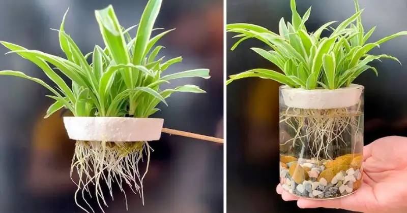 12 plantes qui poussent dans l’eau, sans besoin de terre