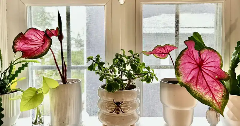 Caladium Entretien : Guide Complet pour Sublimer cette Plante Tropicale