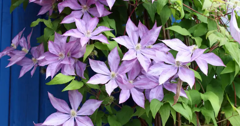 Comment Tailler les Clématites : Guide Complet pour une Floraison Abondante