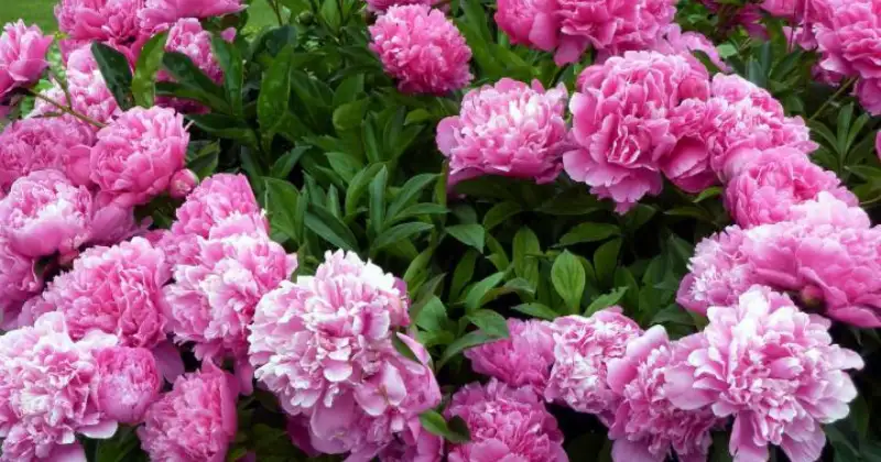 Comment faire pour avoir de belles pivoines : Guide complet pour une floraison éclatante