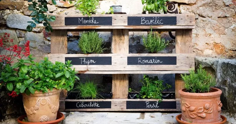 Créer son jardin vertical d’herbes aromatiques : Guide complet pour un espace vert optimisé