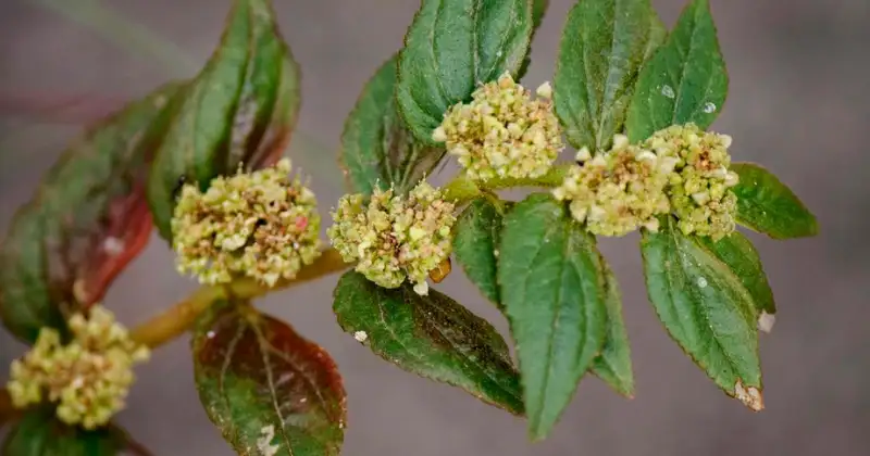 Euphorbia Hirta : Bienfaits, Usages et Précautions de cette Plante Médicinale Méconnue