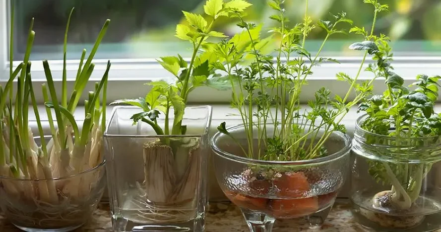 Faites pousser vos fruits et légumes à partir de leurs restes