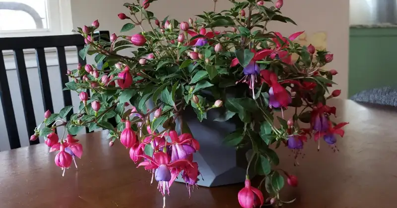 Fuchsia : Comment cultiver et entretenir cette plante florifère spectaculaire