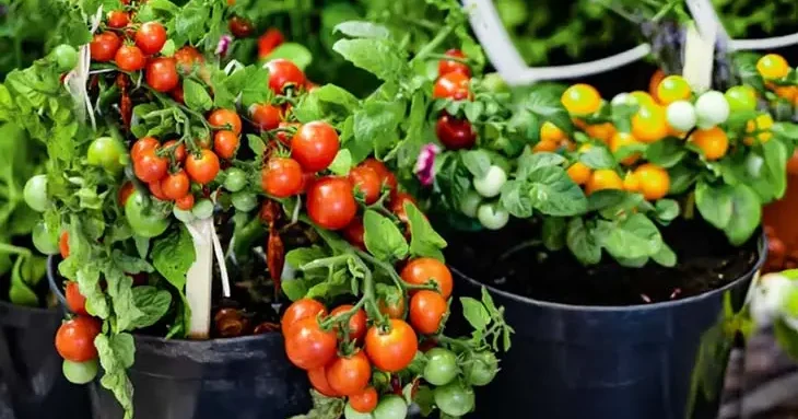Légumes faciles à cultiver dans un seau de 5 gallons