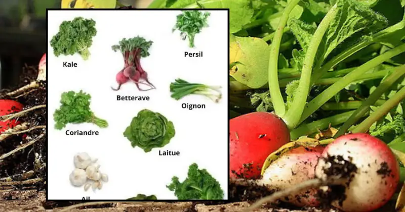 Légumes qui aiment l’ombre : cultivez votre potager même sans soleil
