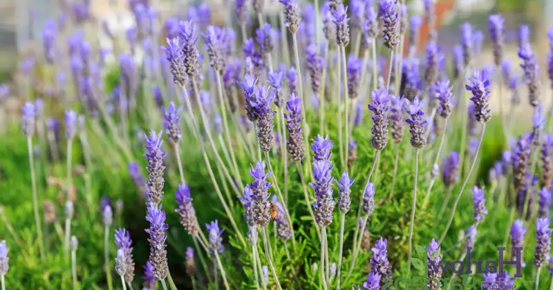 Planter la lavande en pot : 6 conseils pour une culture réussie