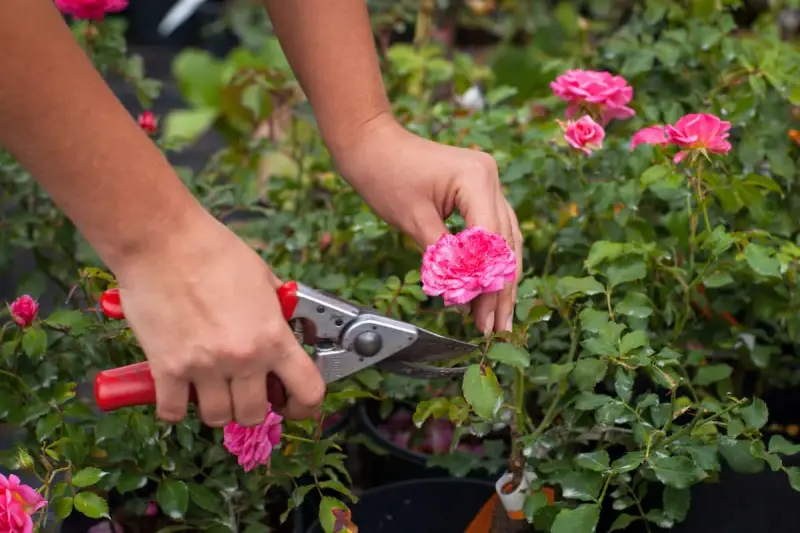 Taille des rosiers couvre-sol : trucs et astuces pour une coupe parfaite